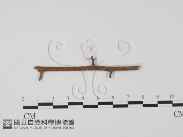 登錄號:F0019645藏品圖，第1張