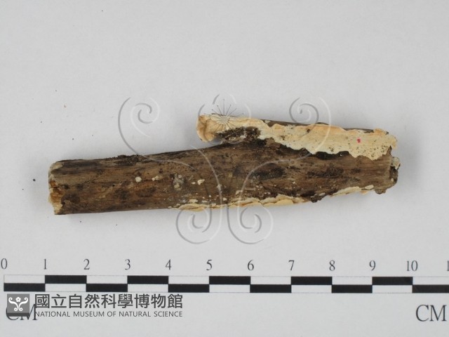 齒耳菌屬藏品圖，第1張