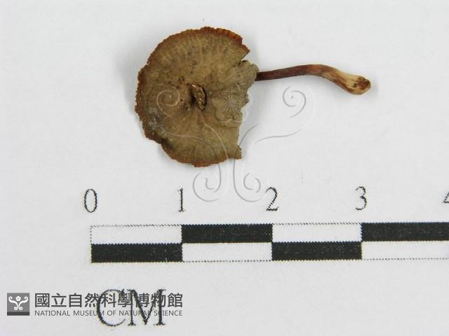 微皮傘屬藏品圖，第1張