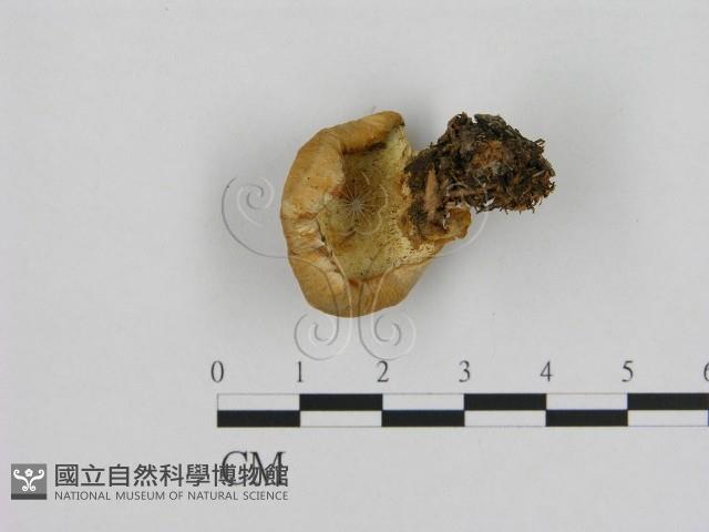 寡孔菌屬藏品圖，第1張