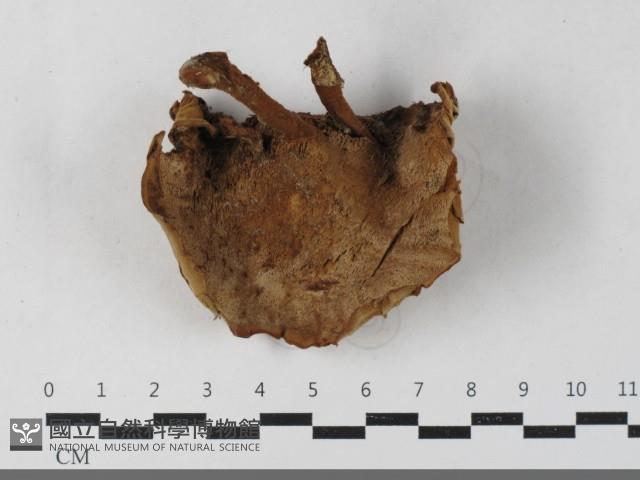 登錄號:F0033645藏品圖，第1張