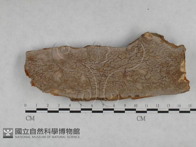 登錄號:F0028445藏品圖，第1張