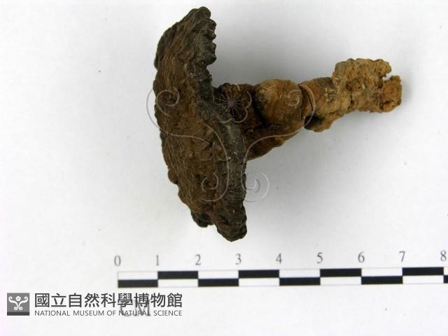 登錄號:F0008445藏品圖，第1張