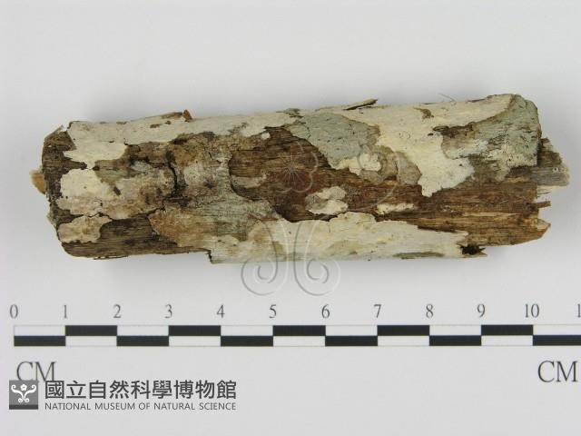 登錄號:F0020445藏品圖，第1張