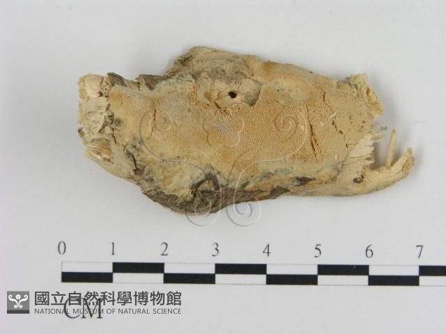 登錄號:F0010445藏品圖，第1張
