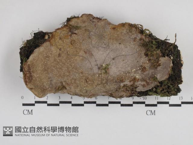 多年臥孔菌屬藏品圖，第1張