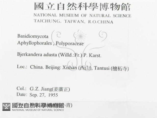 煙管菌藏品圖，第3張