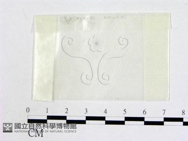 登錄號:F0001445藏品圖，第1張