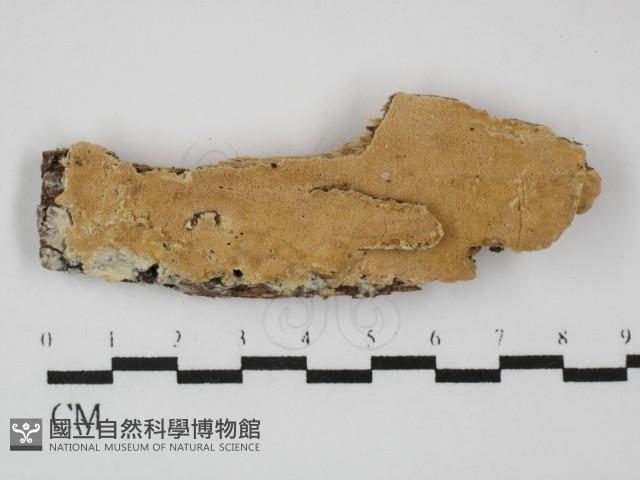 登錄號:F0031445藏品圖，第1張