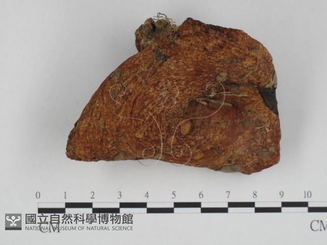 登錄號:F0024445藏品圖，第1張