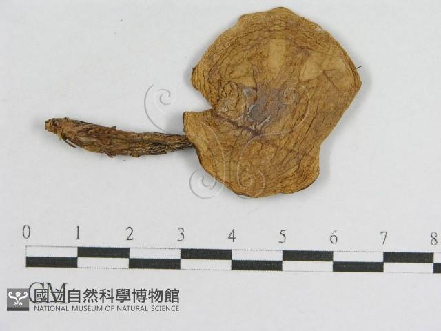 登錄號:F0004445藏品圖，第1張