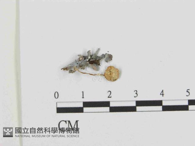 登錄號:F0014445藏品圖，第1張