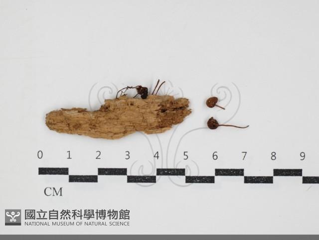登錄號:F0034445藏品圖，第1張