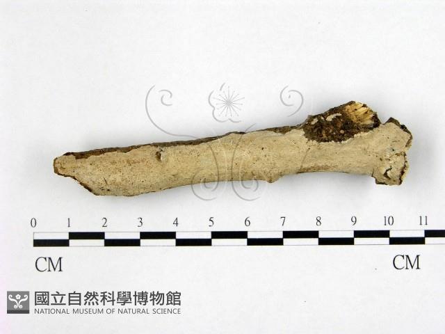 刺皮菌屬藏品圖，第1張