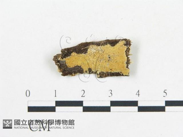 登錄號:F0002445藏品圖，第1張