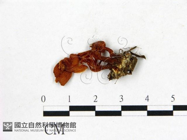 登錄號:F0012445藏品圖，第1張