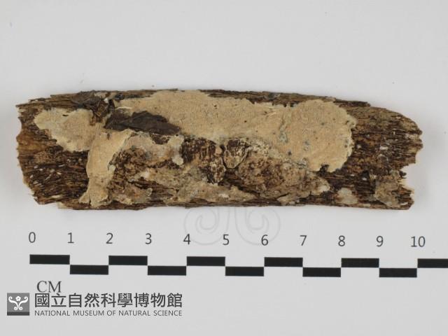 登錄號:F0032445藏品圖，第1張