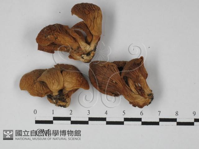 登錄號:F0027445藏品圖，第1張