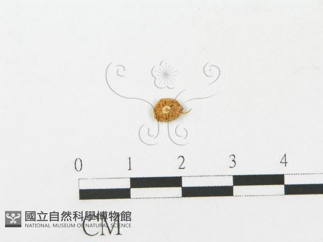 登錄號:F0005445藏品圖，第1張