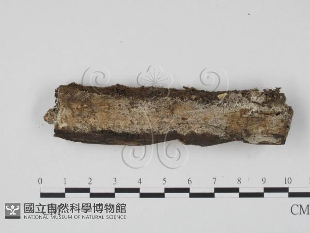 登錄號:F0015445藏品圖，第1張