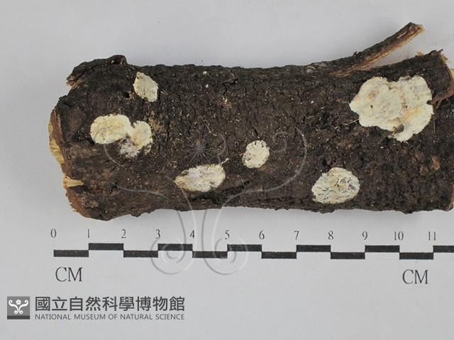 骨皮菌屬藏品圖，第1張