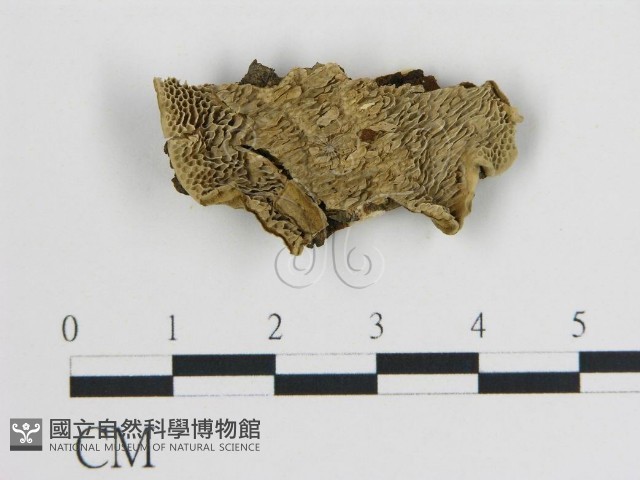 登錄號:F0009445藏品圖，第1張