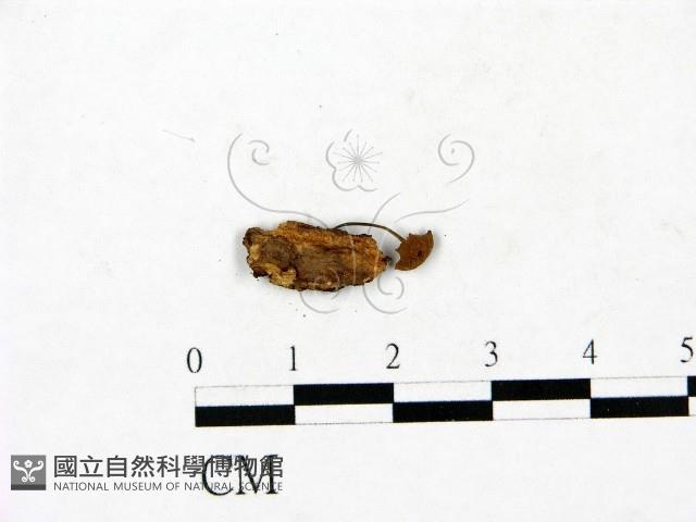 登錄號:F0023445藏品圖，第1張