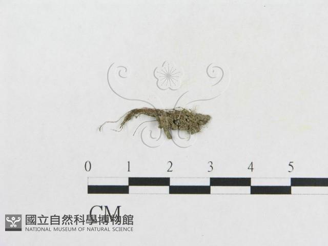 登錄號:F0003445藏品圖，第1張