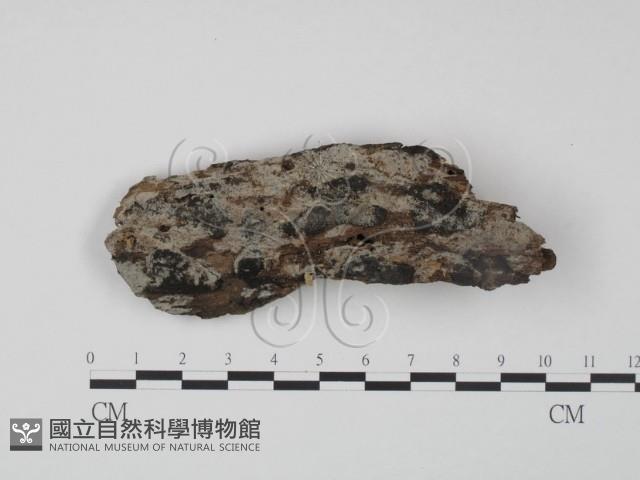 登錄號:F0008745藏品圖，第1張