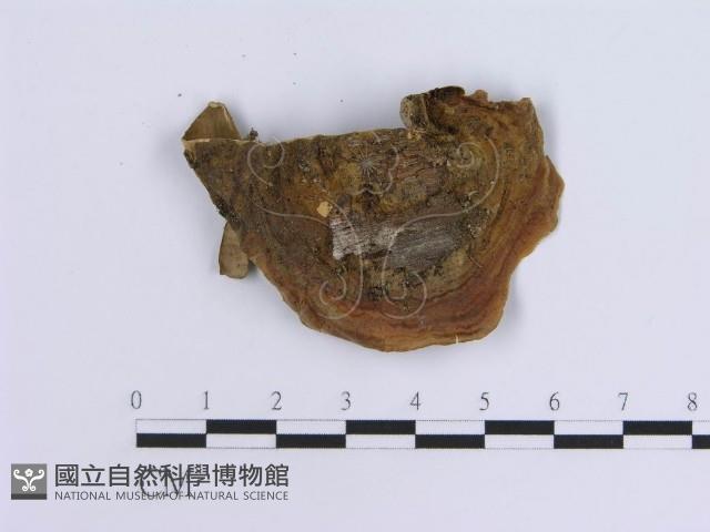 蠔韌革菌藏品圖，第1張