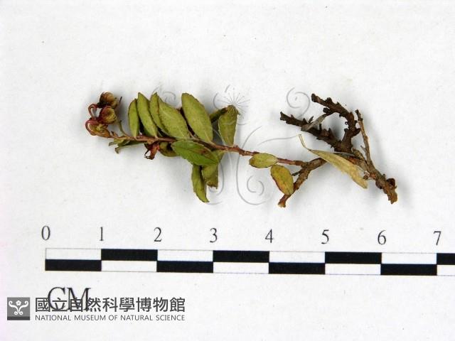登錄號:F0020745藏品圖，第1張
