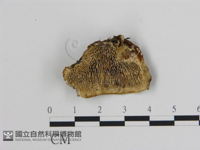 登錄號:F0006745藏品圖，第1張