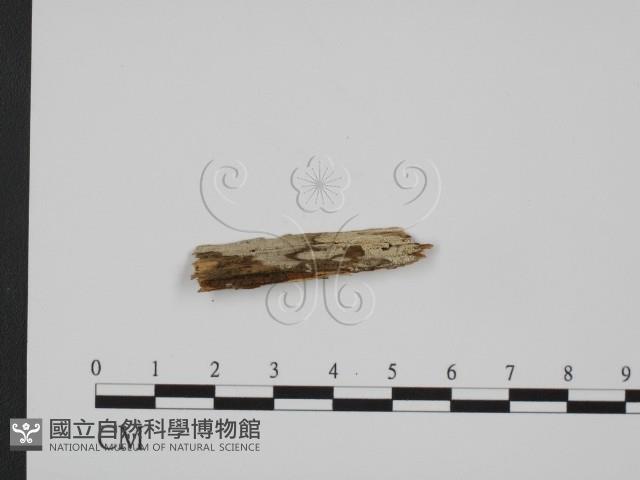 登錄號:F0016745藏品圖，第1張