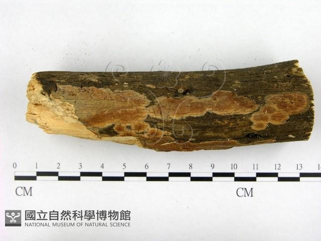 登錄號:F0021745藏品圖，第1張