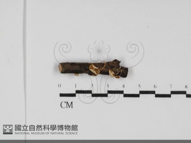 微皮傘屬藏品圖，第1張