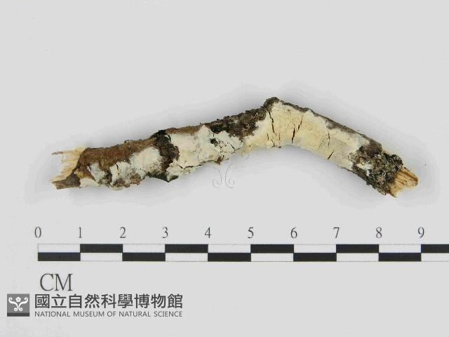 剛毛絲皮菌藏品圖，第1張