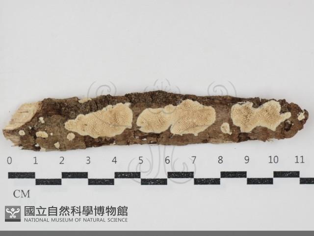 登錄號:F0034745藏品圖，第1張