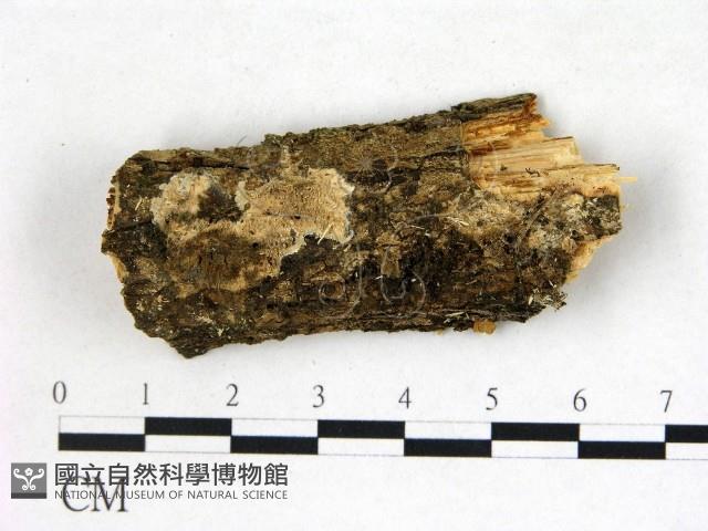 齒耳菌屬藏品圖，第1張