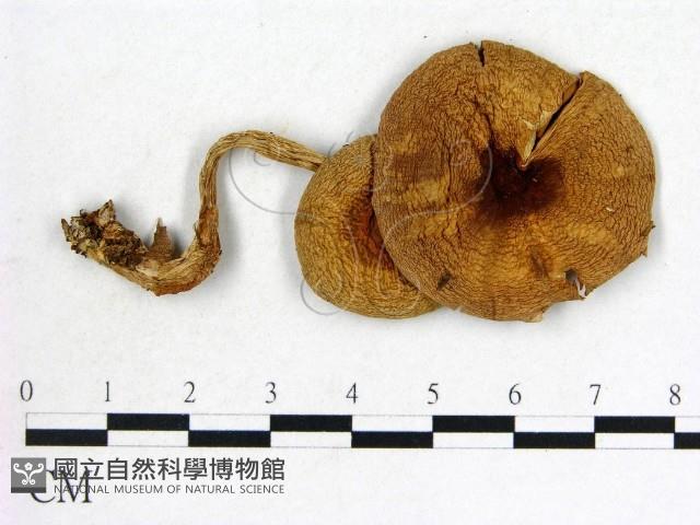 登錄號:F0012745藏品圖，第1張
