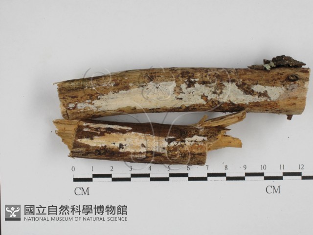 絲皮菌屬藏品圖，第1張
