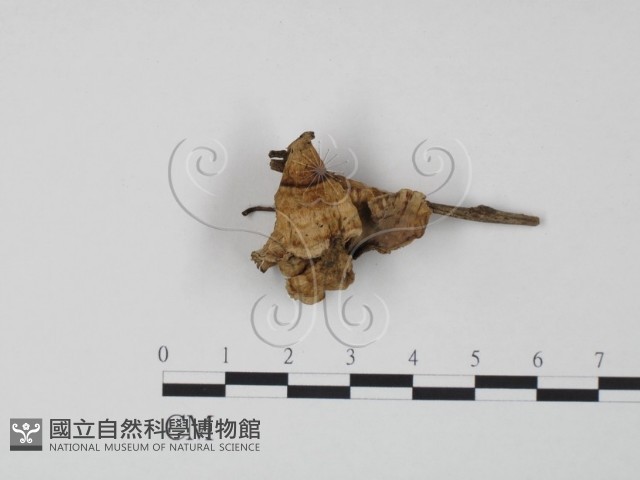 韌革菌屬藏品圖，第1張