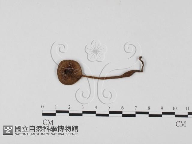 登錄號:F0025745藏品圖，第1張