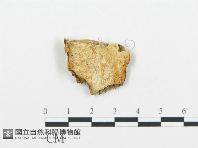 登錄號:F0005745藏品圖，第1張