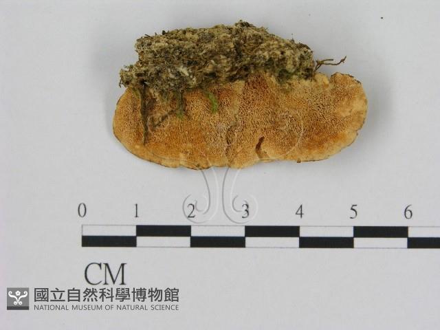 登錄號:F0015745藏品圖，第1張