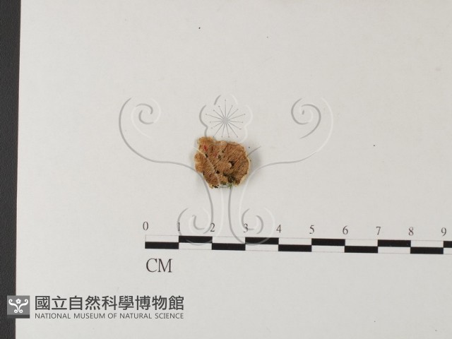 齒耳菌屬藏品圖，第1張