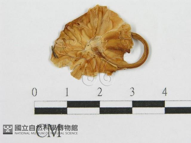 登錄號:F0003745藏品圖，第1張