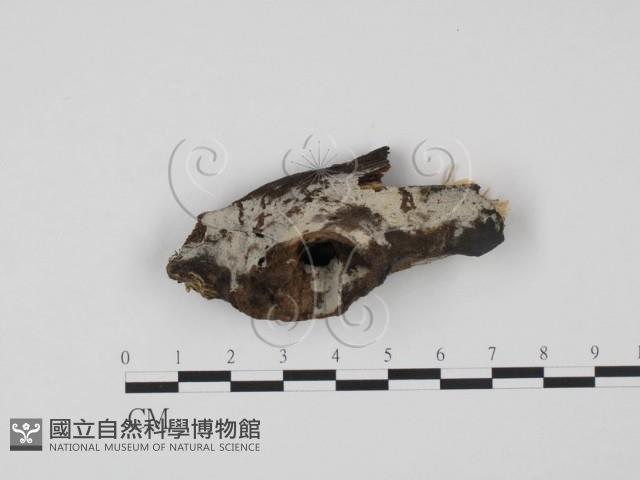 登錄號:F0013745藏品圖，第1張