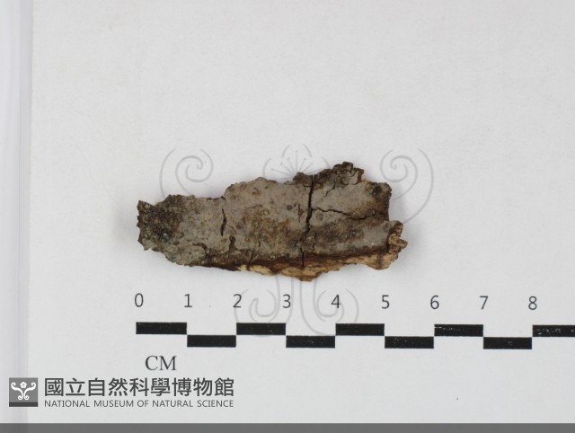 登錄號:F0033745藏品圖，第1張