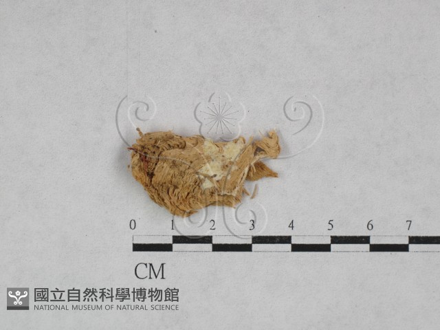 革墊菌屬藏品圖，第1張