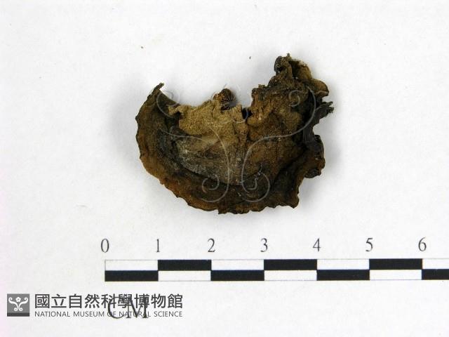 毛木耳藏品圖，第1張